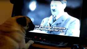 Una foto del perro que realiza el saludo nazi