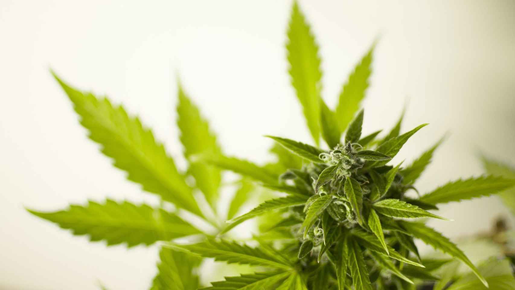 Detalle de una planta de marihuana