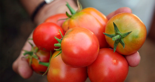 Unos tomates, en una imagen de archivo / EUROPA PRESS