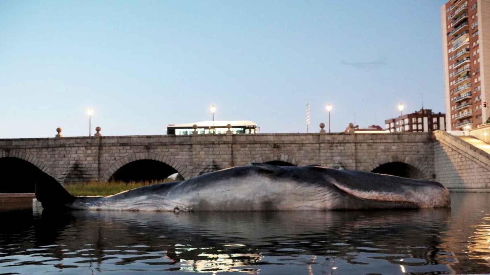 Una 'ballena' aparece en el río Manzanares