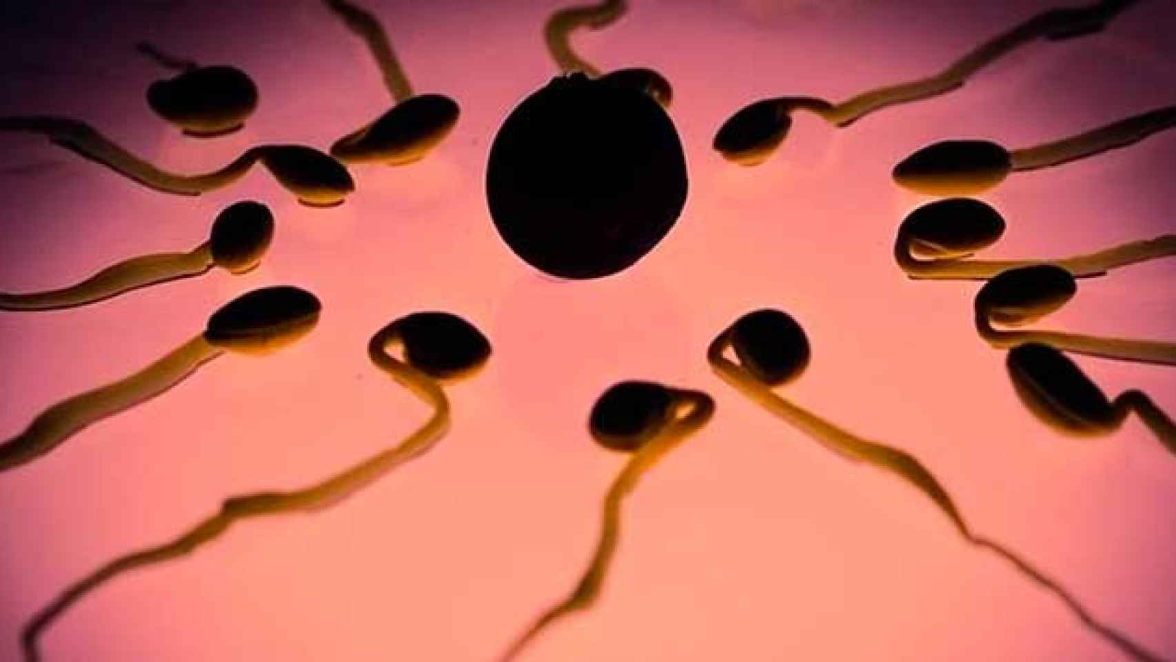 Espermatozoides de una donación fecundan un óvulo / Europa Press