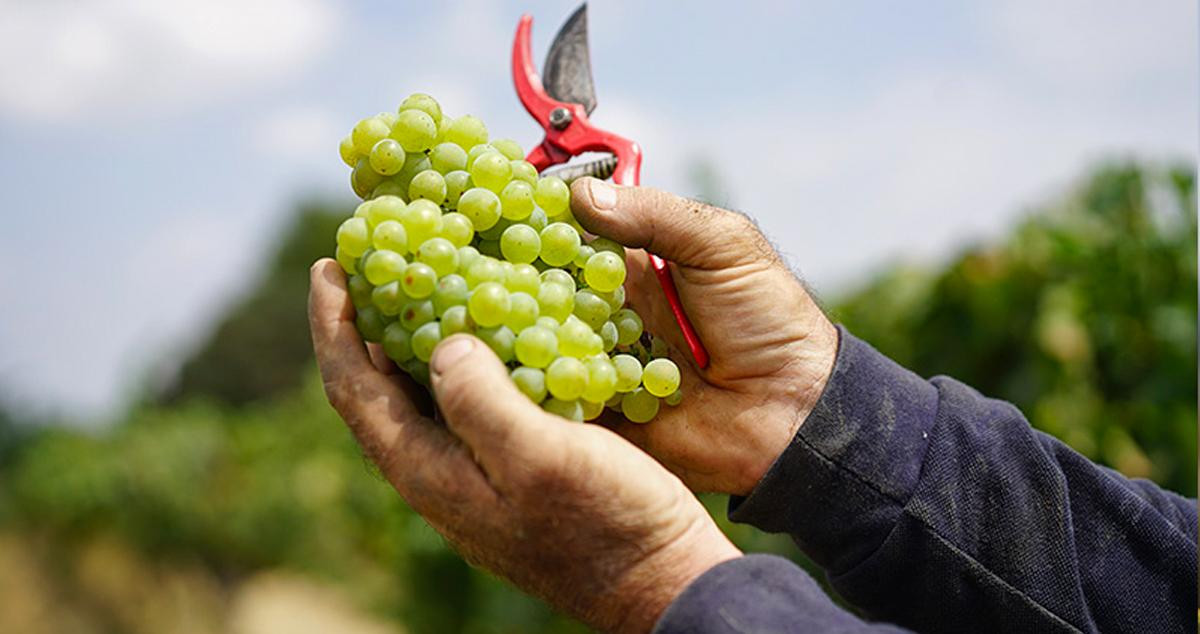 Imagen de la primera vendimia hecha de forma natural para seleccionar las mejores uvas / LLOPART