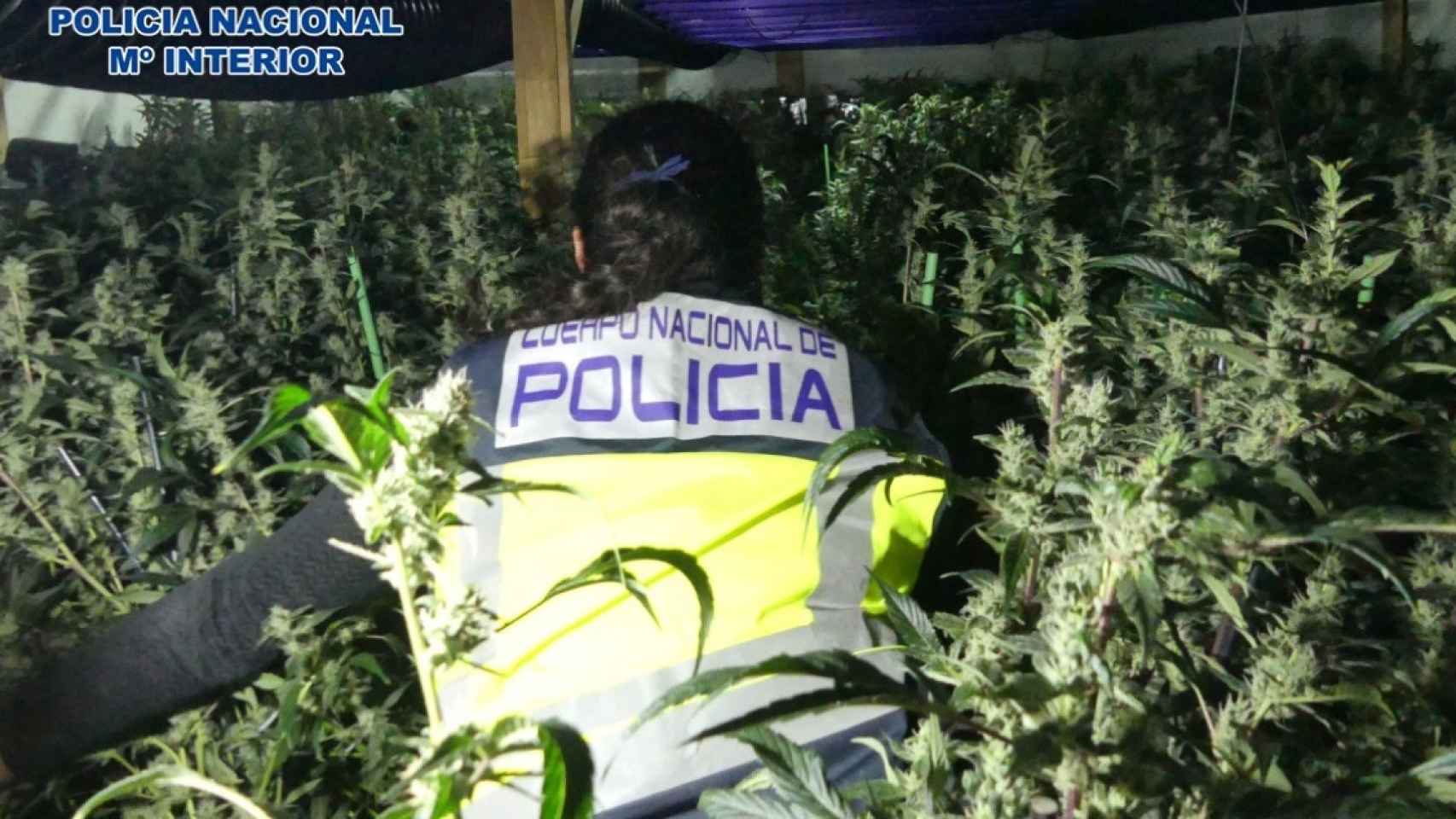 La Policía Nacional desmantela cinco cultivos de marihuana, como los que se desmanteló a una banda criminal en Girona/ POLICÍA NACIONAL