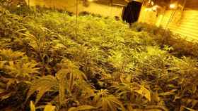 Los Mossos han detenido a un hombre por presuntamente cultivar 947 plantas de marihuana Lleida / MOSSOS D'ESQUADRA