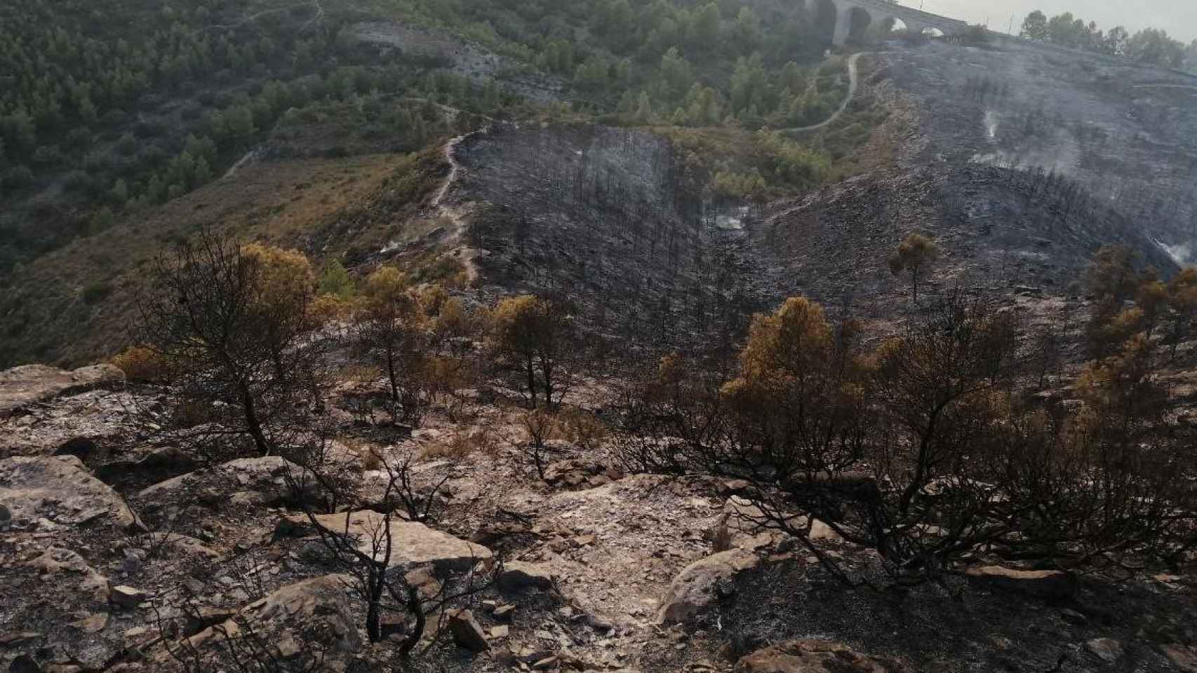 Panorámica de la zona quemada por el incendio de La Pobla de Massaluca (Tarragona) / BOMBERS