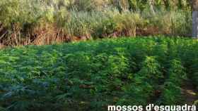 Una plantación ilegal de marihuana en Girona / EP