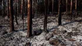 Un bosque calcinado tras un incendio / EFE