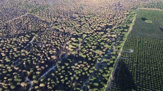 Imagen aérea de Doñana / EP