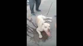 El perro fue rescatado por los vecinos que detuvieron al hombre / Youtube
