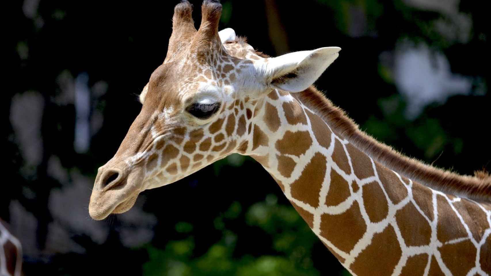 Nace una nueva jirafa en Valencia de una subespecie en peligro de extinción