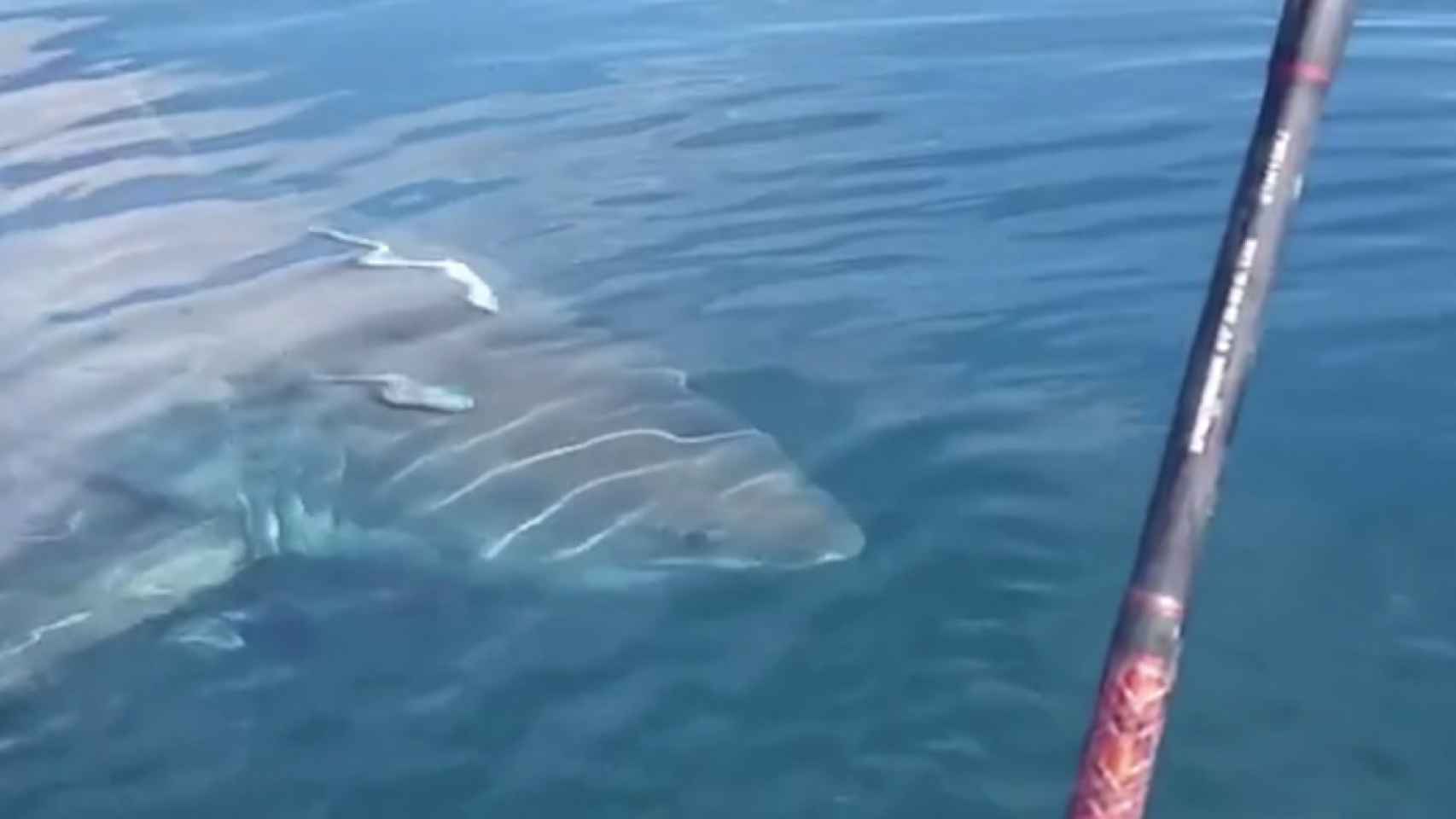 Una foto del tiburón blanco cerca del barco del pescador / Instagram
