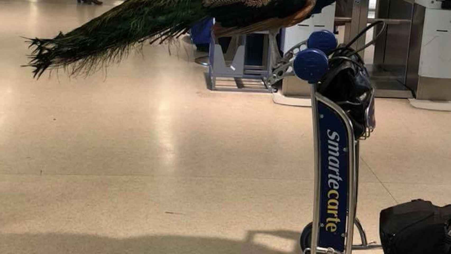 Una foto del pavo real en el aeropuerto