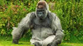 Los gorilas objeto de análisis por el brote de ébola / PIXABAY
