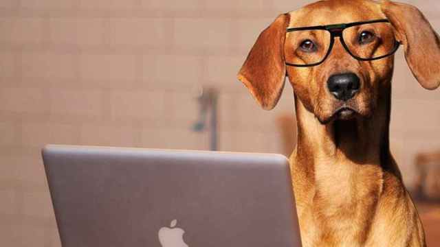 Un perro con gafas delante de un ordenador