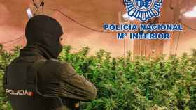 Agentes de la Policía Nacional durante el operativo en el que han desmantelado un laboratorio para lograr cosechas exprés de marihuana en Sant Feliu de Guíxols / CNP