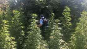 Un agente de los Mossos d'Esquadra en una plantación de marihuana en una zona boscosa / MOSSOS D'ESQUADRA