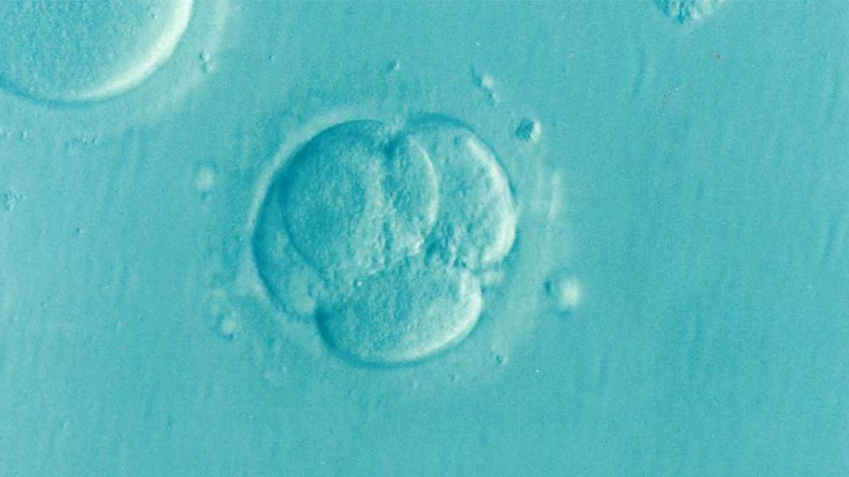 Embriones en una fecundación in vitro / PIXABAY