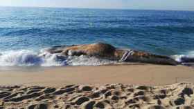 Imagen de la ballena muerta en Lloret de Mar / TWITTER