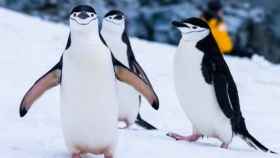 Pingüinos que también se alimentan de krill / Derek Oyen en UNSPLASH