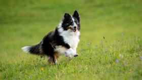 Un border collie, considerada la raza de perro más inteligente / Marcus Lwh en UNSPLASH