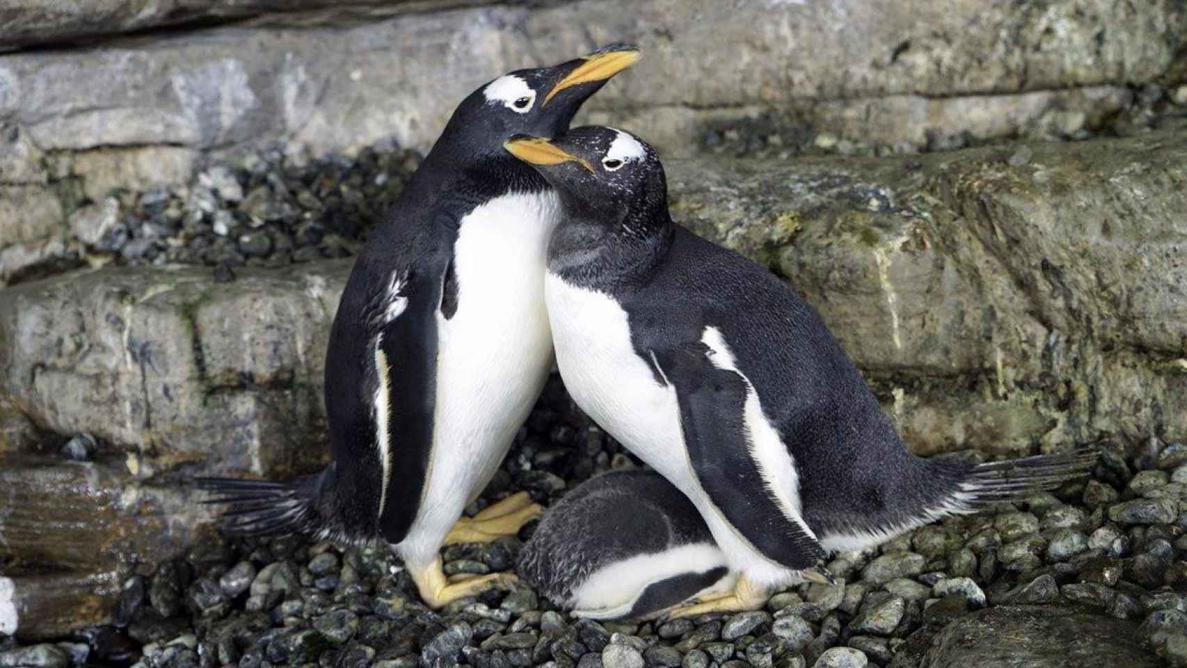 Dos pingüinos hembra incuban un huevo / EP