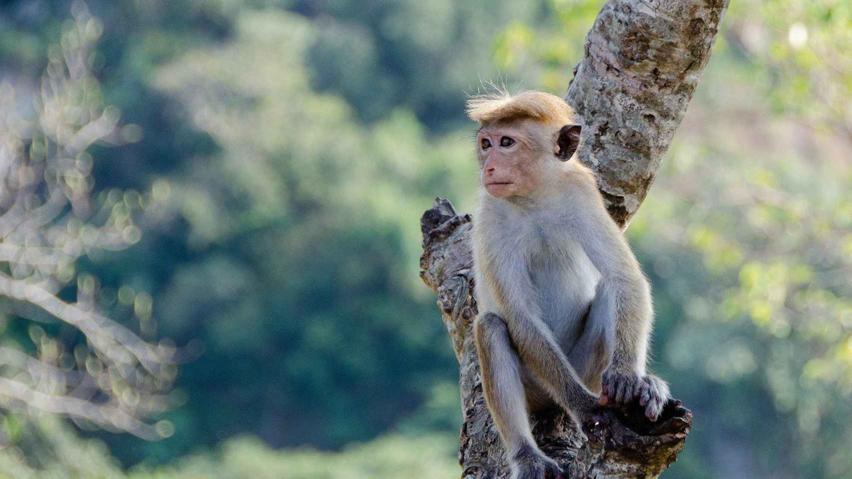 Uno de los monos que participa en el ensayo contra el Covid-19 de Tailandia / CG