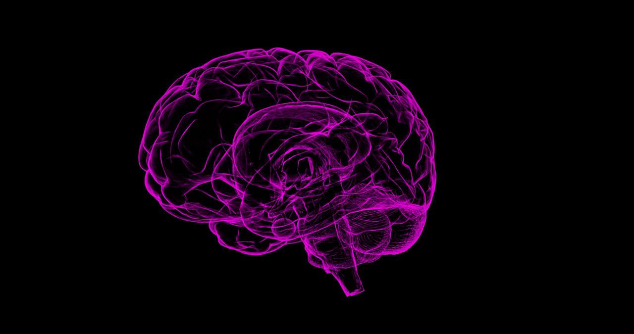 Imagen digital de stock de un cerebro / PIXABAY