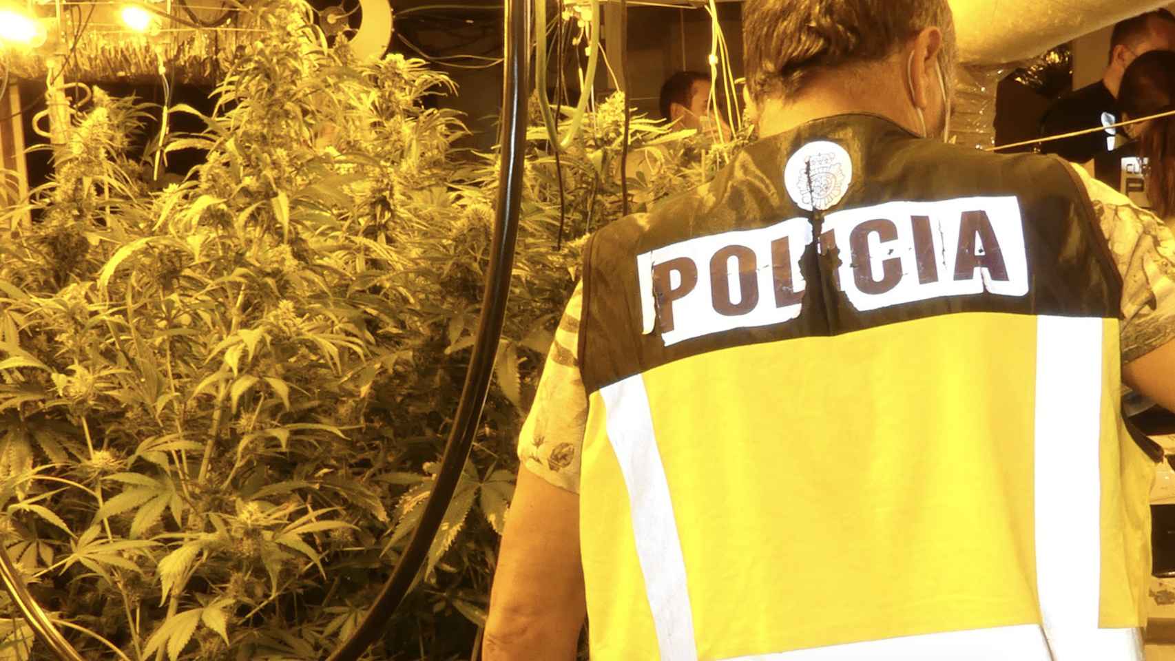 Plantación de marihuana en un chalet ocupado de Lloret de Mar / POLICÍA NACIONAL