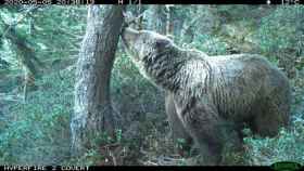Imagen de un oso adulto en un bosque de los Pirineos / GENERALITAT