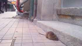 Ratas en una calle de Barcelona / CG