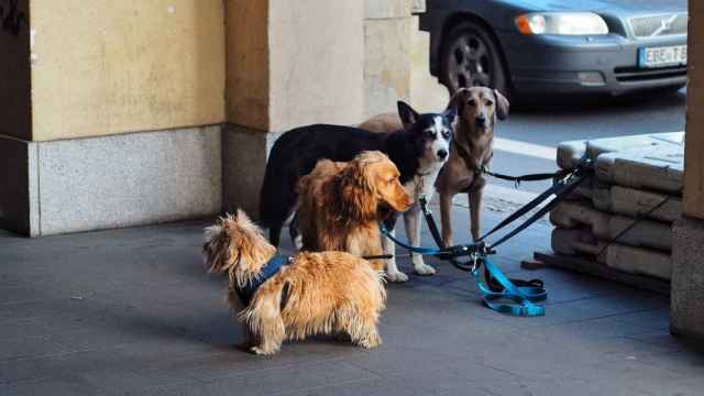 Madrid identificará el ADN de los perros por 35 euros