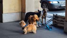 Madrid identificará el ADN de los perros por 35 euros