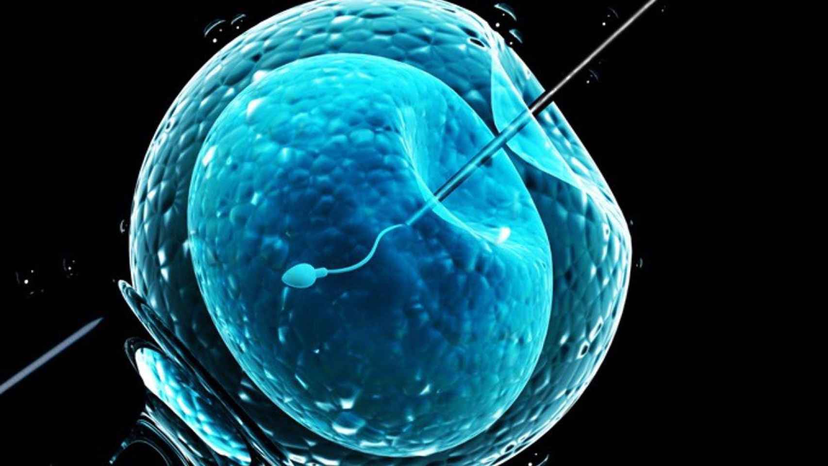 Proceso de inseminación artificial / EP