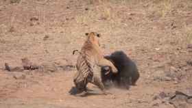 Una foto del vídeo de la pelea entre el tigre y la osa / YouTube