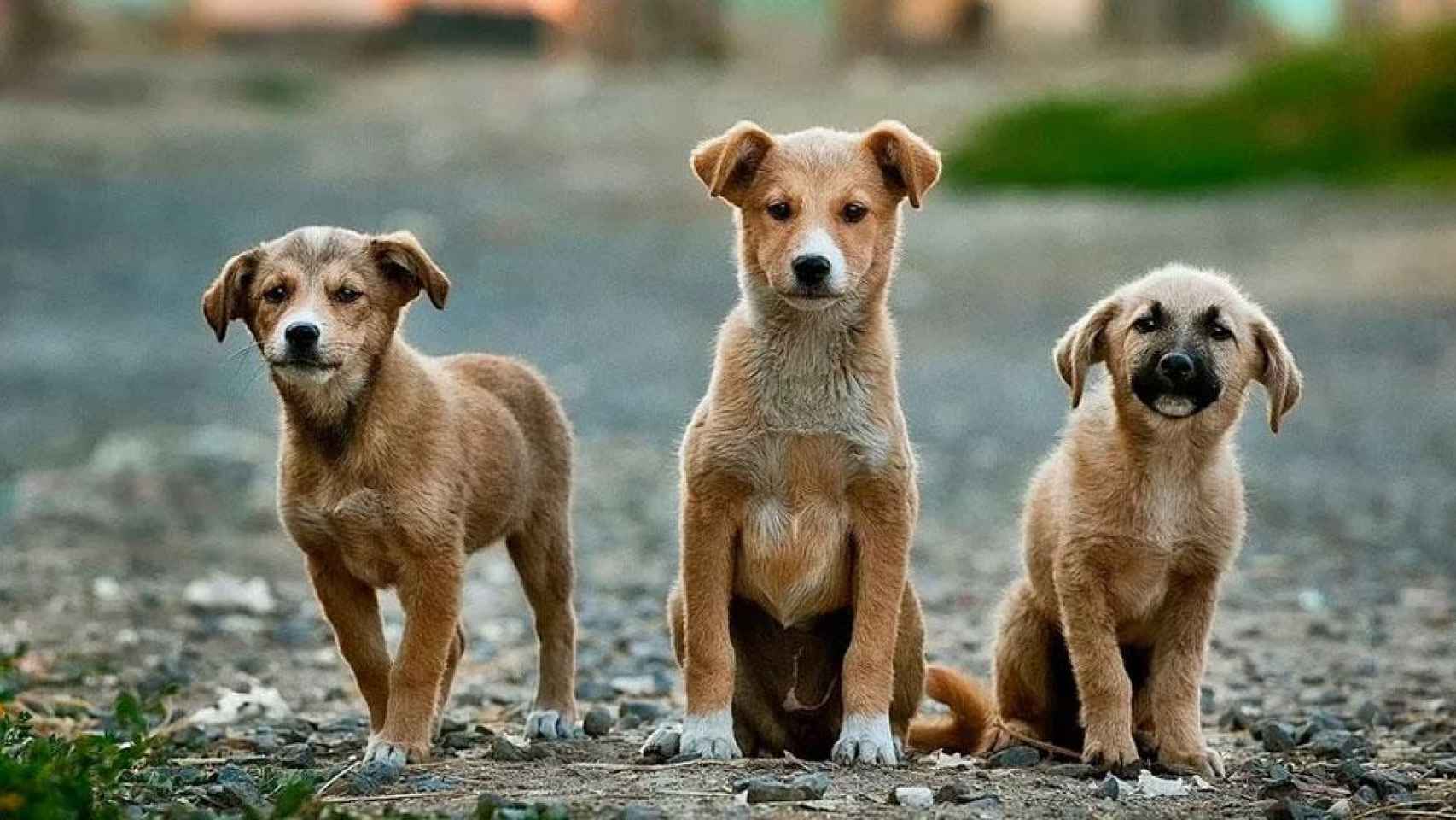 Tres cachorros de perro abandonados / PIXABAY