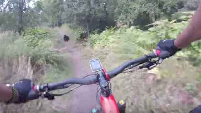 El momento en el que el ciclista se encontró al oso / CG