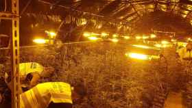 Una plantación de cannabis conectada a la red eléctrica de forma fraudulenta / EUROPA PRESS