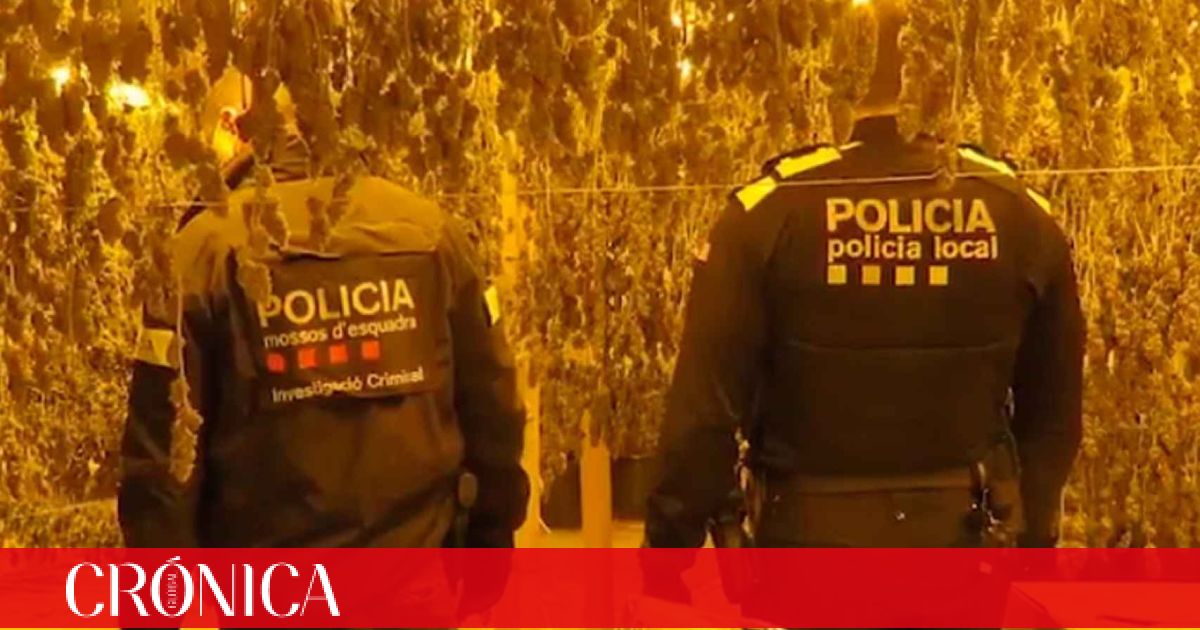 Ocho Detenidos En Olesa Por Una Macroplantación De 2000 Matas De Marihuana 0937