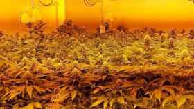 Una plantación interior de marihuana como la que cultivaban los detenidos / MOSSOS