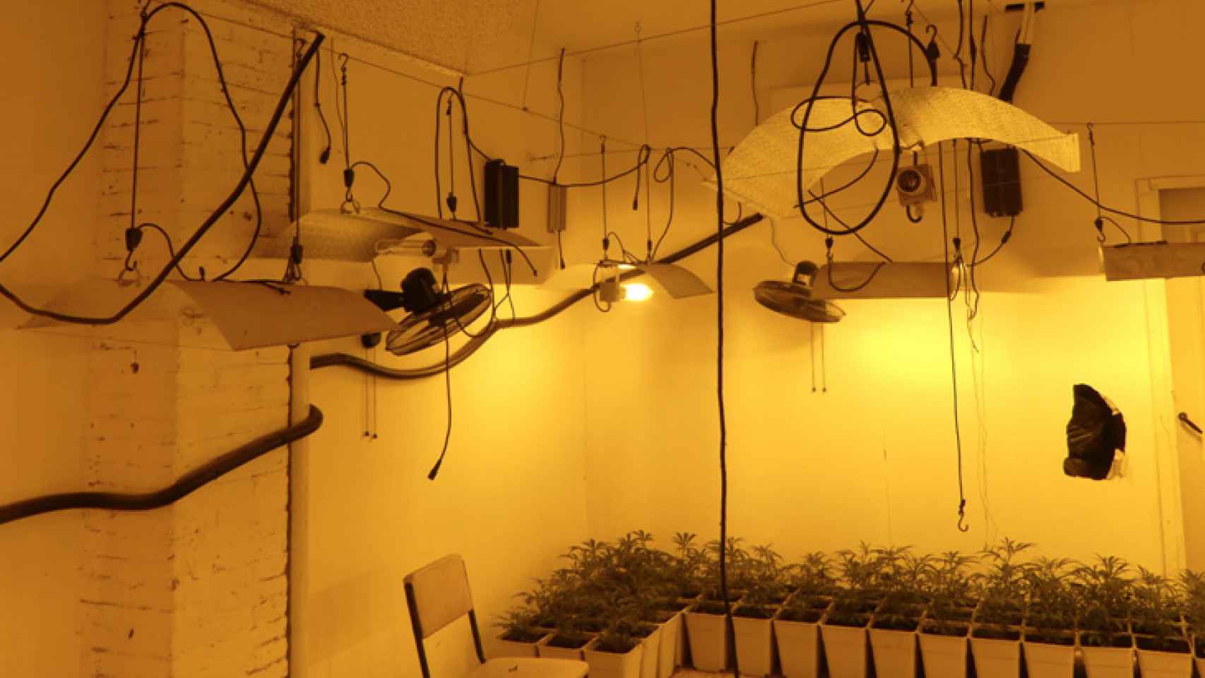 Plantación de marihuana en un garaje de Cornellà / POLICÍA