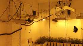 Plantación de marihuana en un garaje de Cornellà / POLICÍA