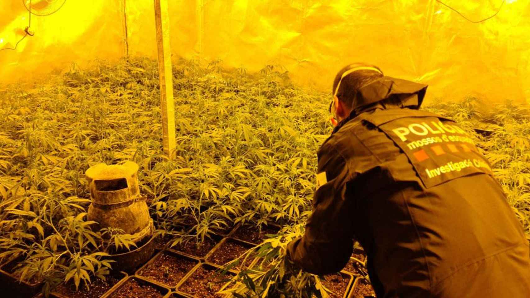Una de las plantaciones de marihuana que han desarticulado los Mossos d'Esquadra / MOSSOS