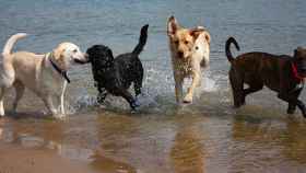 Una foto de archivo de perros en la playa