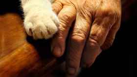 La mano de una anciana con la pata de su gato / CG