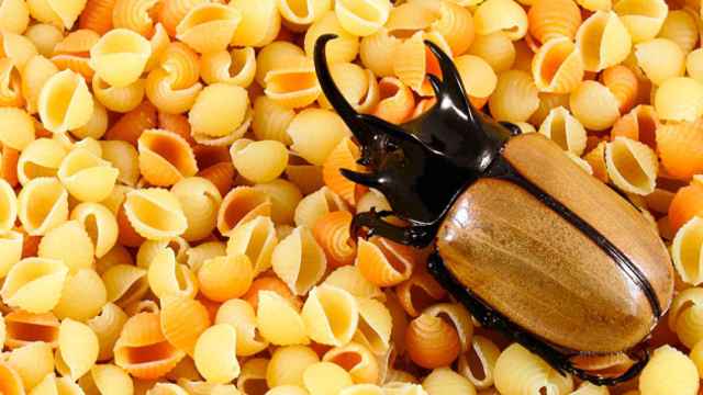Escarabajo entre caracolas de pasta / CG