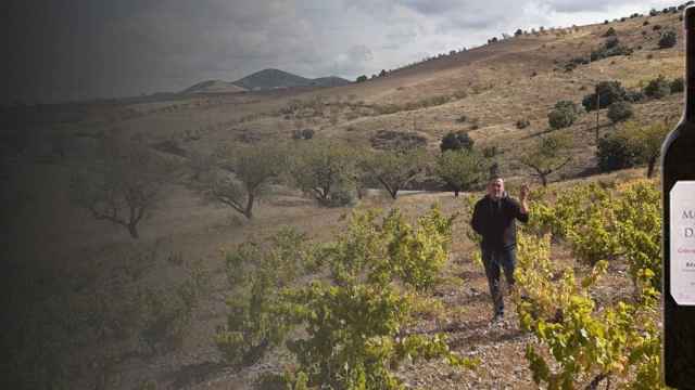 Viñedos de Daroca de garnacha y macabeo, para el vino Marqués de Daroca/ TAULA DE VI SANT BENET