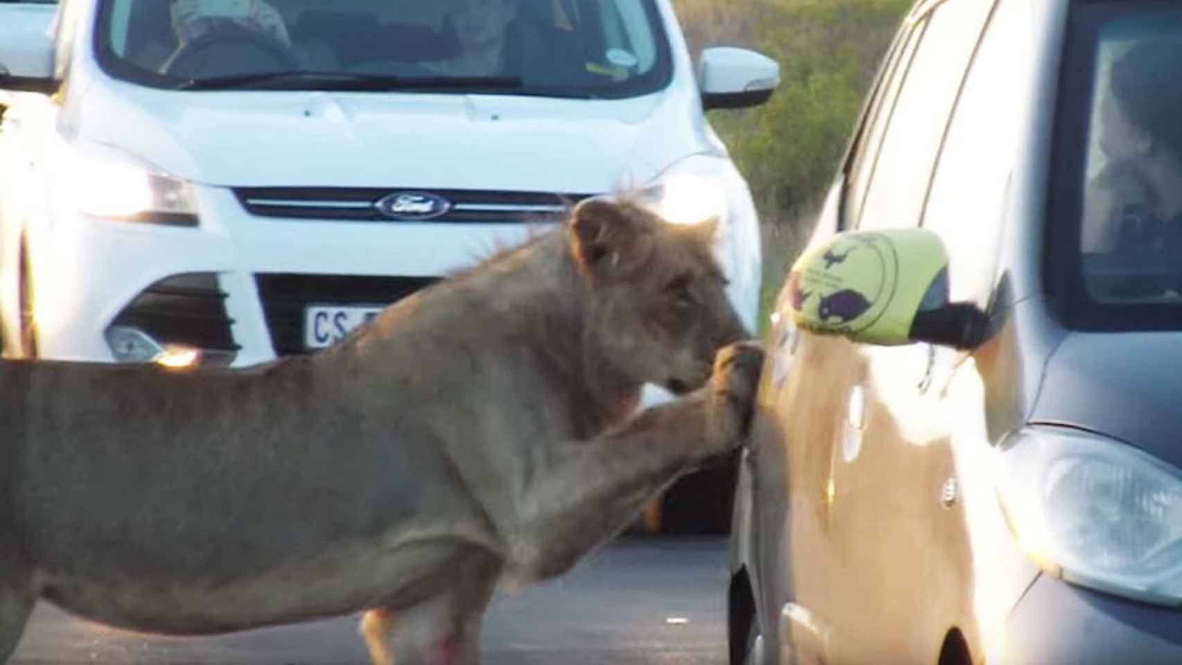 Una foto de la leona intentando abrir el coche