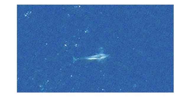 Imagen tomada desde el espacio sobre una especie de ballena / PIXABAY