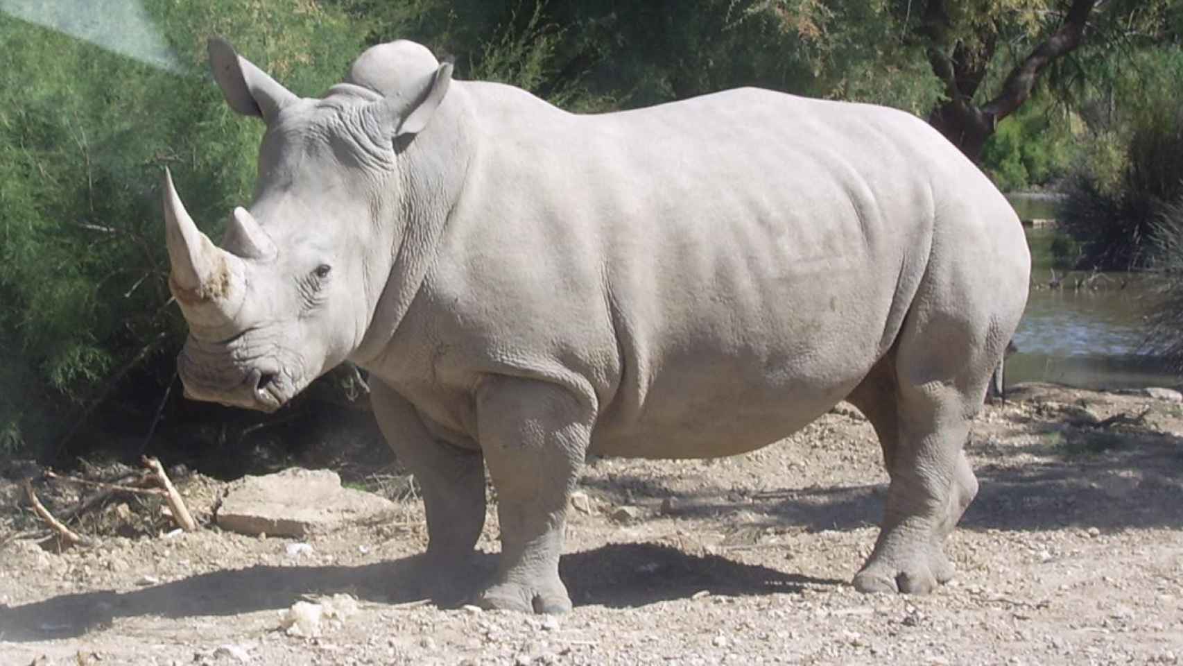 Rinoceronte blanco del norte / CREATIVE COMMONS