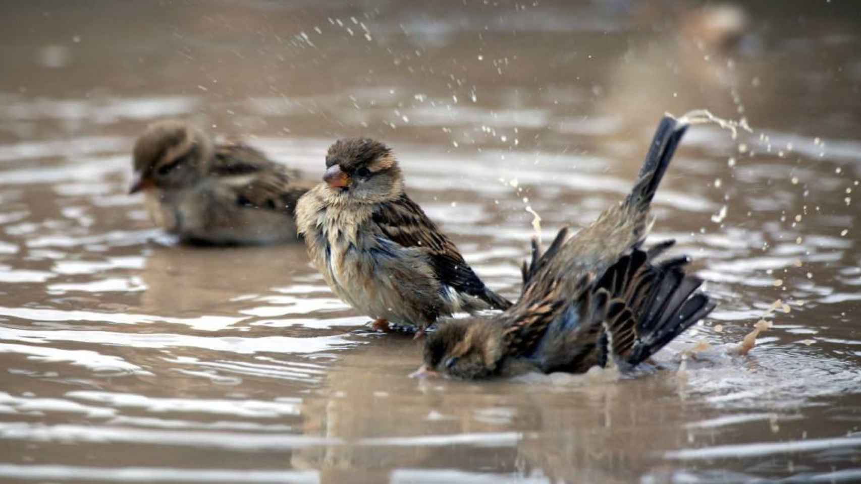 Tres pájaros se bañan en agua, en una imagen de archivo. Gripe aviar / EFE